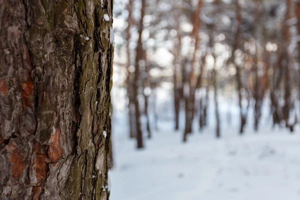 En el bosque de invierno — Foto de Stock