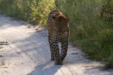 Leopar Güney Afrika