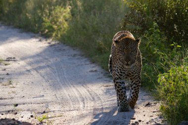 Leopar Güney Afrika