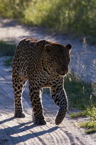 Leopard Dél-afrikai Köztársaság — Stock Fotó
