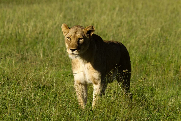 Lion Sydafrika — Stockfoto