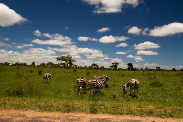 Zebra Savanne — Fotografia de Stock