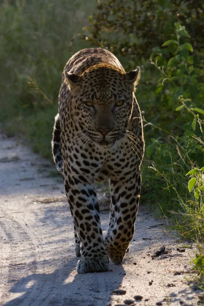 Λεοπάρδαλη Νότια Αφρική — Φωτογραφία Αρχείου