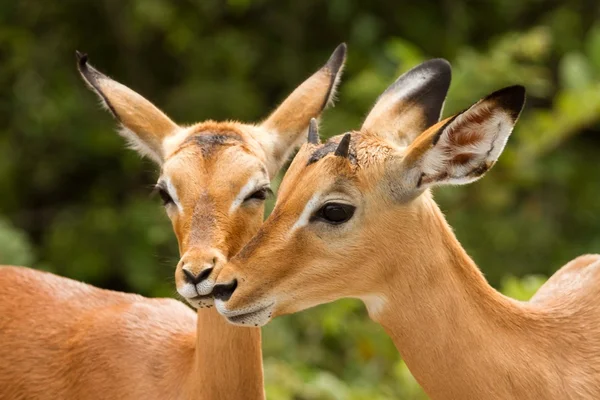 Impala Kiss South Africa — Stock Photo, Image