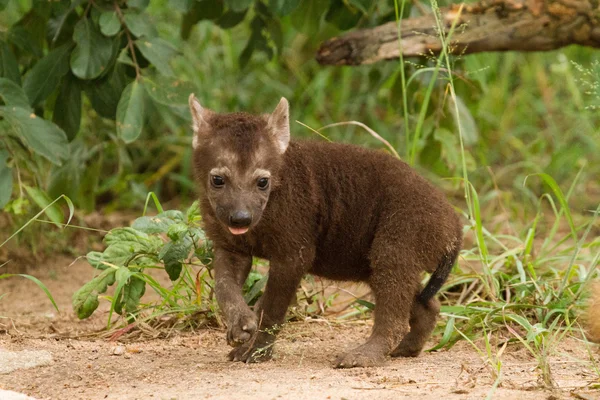 Hyena Sudáfrica — Foto de Stock