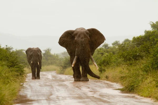 Elefante Sudáfrica — Foto de Stock