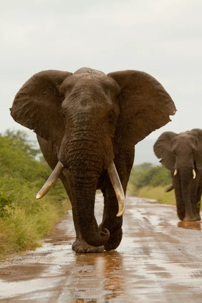 Elefante Sudáfrica — Foto de Stock