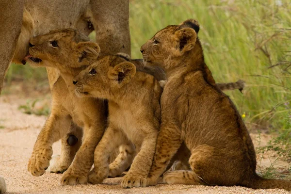 Lion África do Sul — Fotografia de Stock