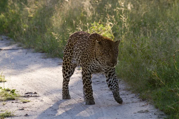 Leopard South Africa — Stock Photo, Image