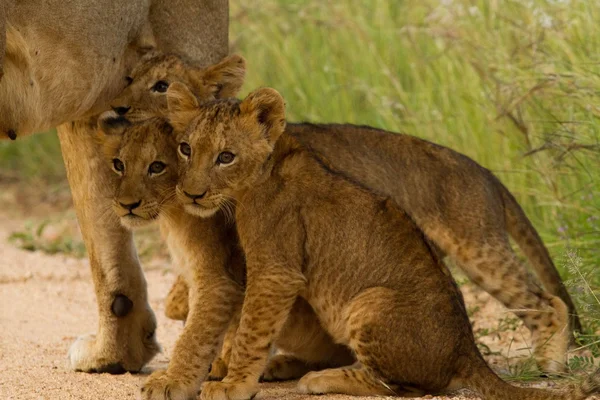 Leone Sud Africa — Foto Stock