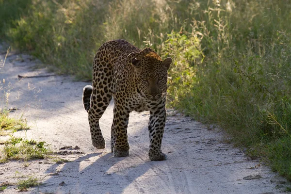 Leopar Güney Afrika — Stok fotoğraf