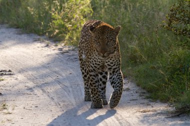 Leopar - Güney Afrika