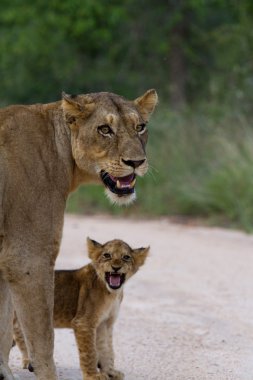 Aslan - Güney Afrika