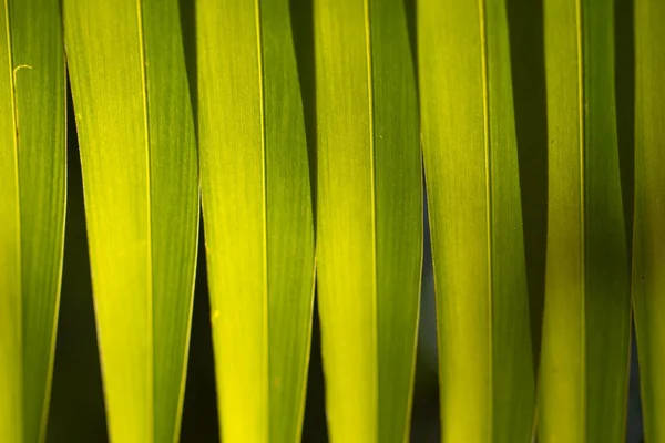 Palm Sheet - Seychellen — Stock Photo, Image