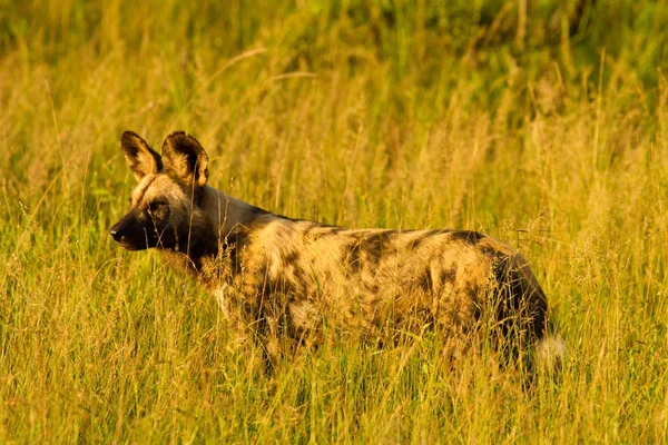 Wild Dog - Afrique du Sud — Photo