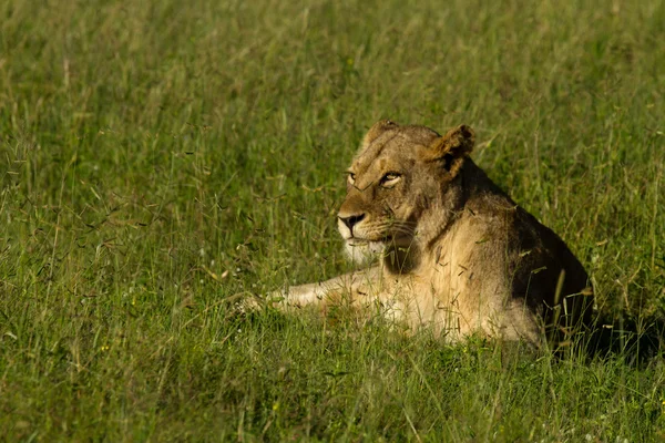 Lion - Sydafrika - Stock-foto