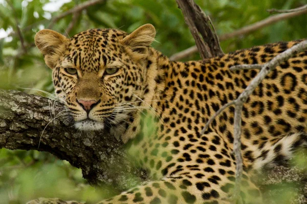 Leopardo - África do Sul — Fotografia de Stock