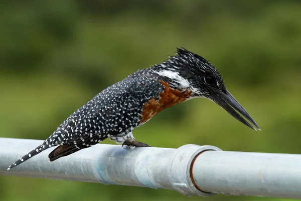 Kingfisher África do Sul — Fotografia de Stock