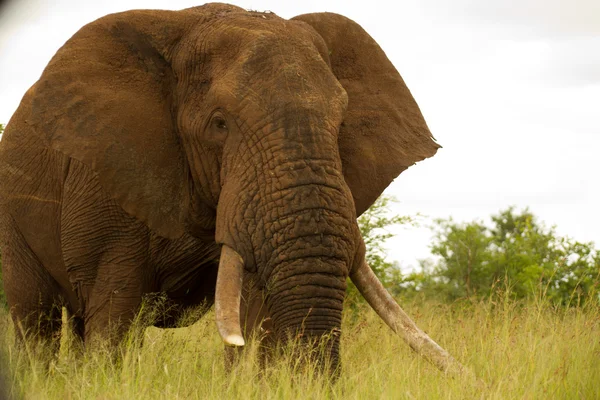 Elephant - South Africa — Stock Photo, Image