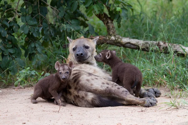 Hyena - África do Sul — Fotografia de Stock