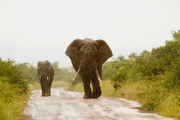 Elefant - Südafrika — Stockfoto
