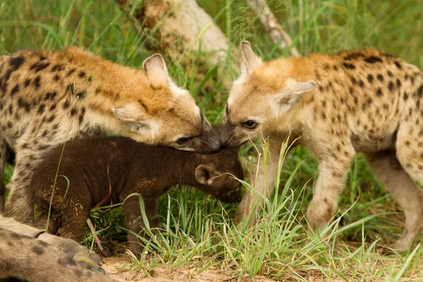 Hyena - South Africa — Stock Photo, Image