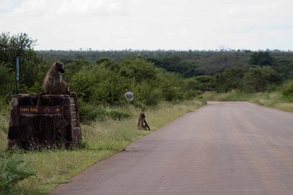 Safarie - África do Sul — Fotografia de Stock