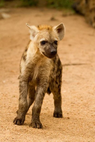 Hyena - Sudafrica — Foto Stock