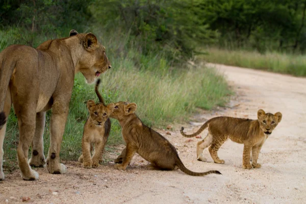 ライオン - 南アフリカ — ストック写真