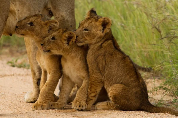 Aslan - Güney Afrika — Stok fotoğraf