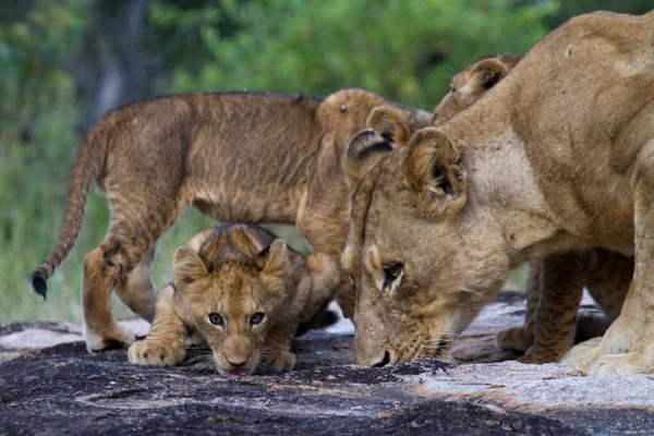 狮子-南非 — 图库照片