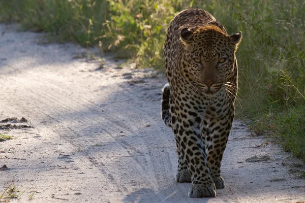 Leopard - Jižní Afrika — Stock fotografie