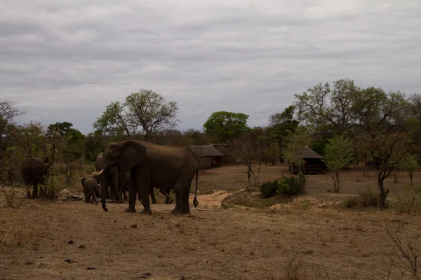 ช้าง - แอฟริกาใต้ — ภาพถ่ายสต็อก
