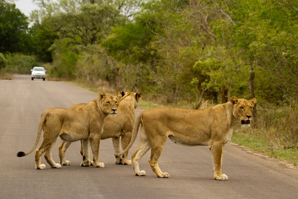 Aslan - Güney Afrika — Stok fotoğraf