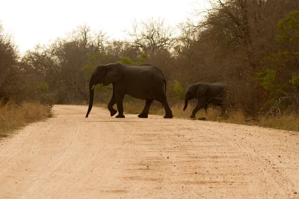 Elefante - Sudáfrica — Foto de Stock