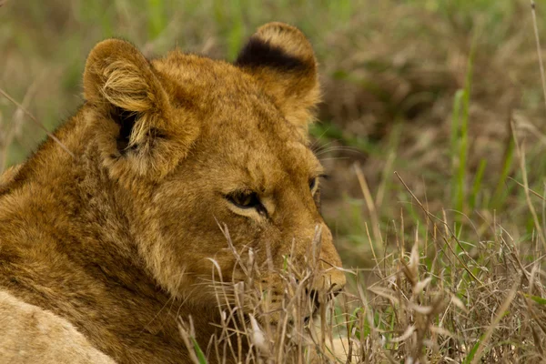 Lion - Sydafrika — Stockfoto