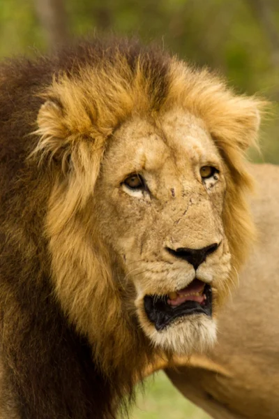 Lion - South Africa — Stock Photo, Image