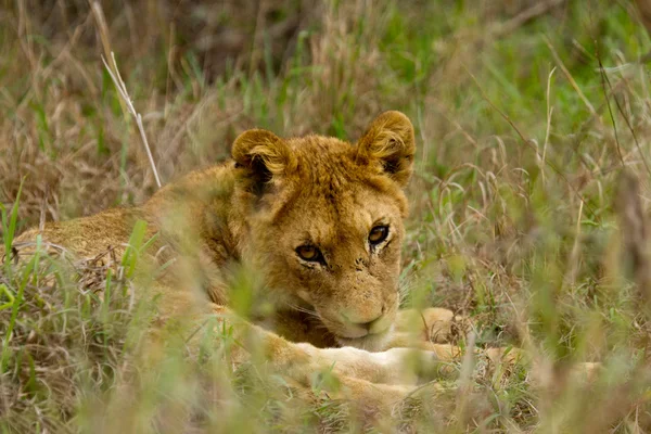 Lion - Sydafrika - Stock-foto