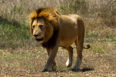 Aslan - Güney Afrika