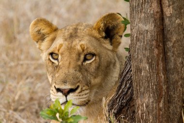 Aslan - Güney Afrika
