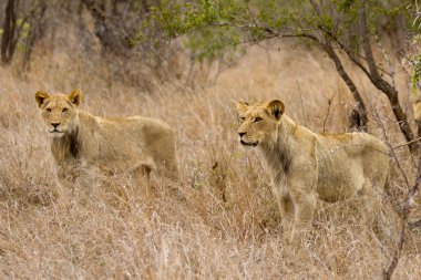 Aslan - Güney Afrika