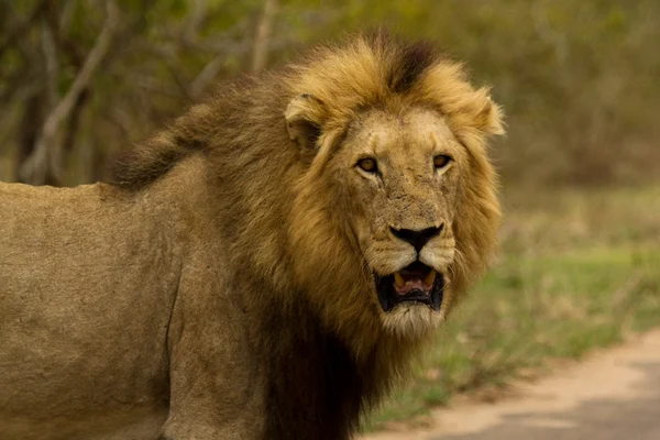 Lion - South Africa — Stock Photo, Image