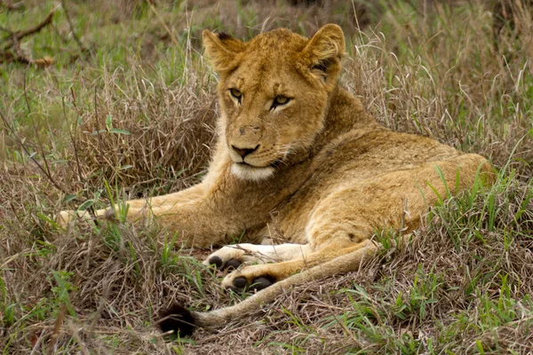 Lion - South Africa — Stock Photo, Image