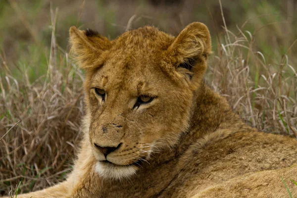 Lion - Sydafrika — Stockfoto