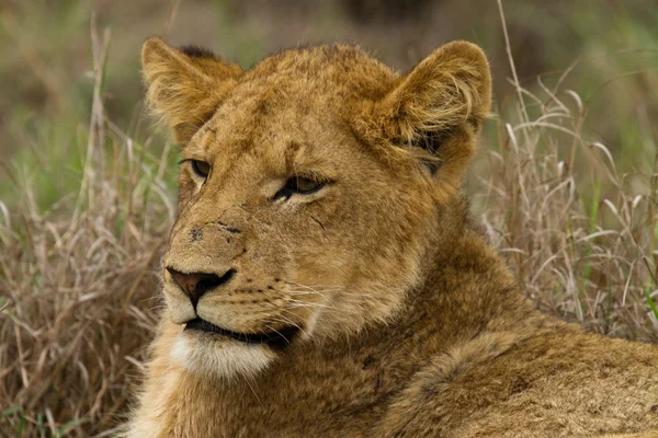 Leone - Sud Africa — Foto Stock