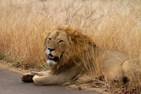 Lion - South Africa — Stock Photo, Image