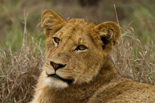 Leone - Sud Africa — Foto Stock