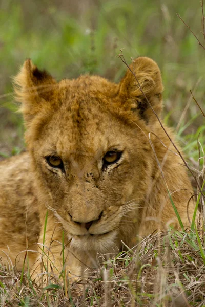 Løve - Sør-Afrika – stockfoto
