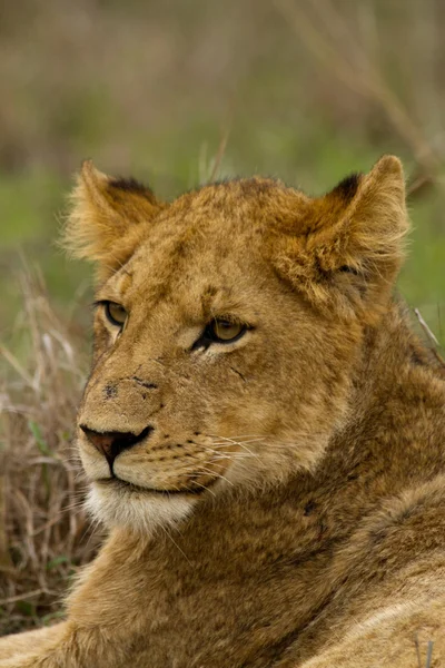 Leone - Sud Africa — Foto Stock