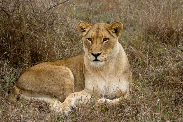 Lion - Sydafrika — Stockfoto